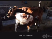 Vaca, Simmental cattle — foto 2