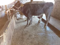 Kuh, Russian Black pied cattle — Foto 3