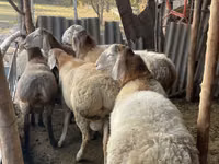 Қошқар, Arashan sheep — 3-сурет