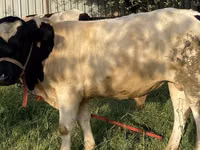 公牛, Simmental cattle — 照片 1