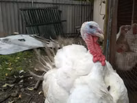 Turkeys — फ़ोटो 1