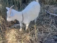 Ziege, Saanen goat — Foto 1
