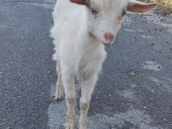 母山羊, Saanen goat — 乌兹别克斯坦