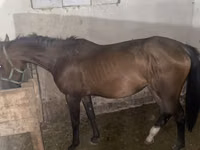 Stute, Anglo-Arabian — Foto 6