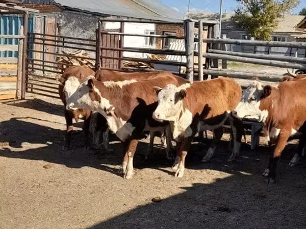 गाय, Latvian Blue cattle — कज़ाखस्तान