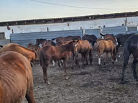 Caballo, Caballos — foto 6