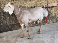 Widder, Arashan sheep — Foto 2