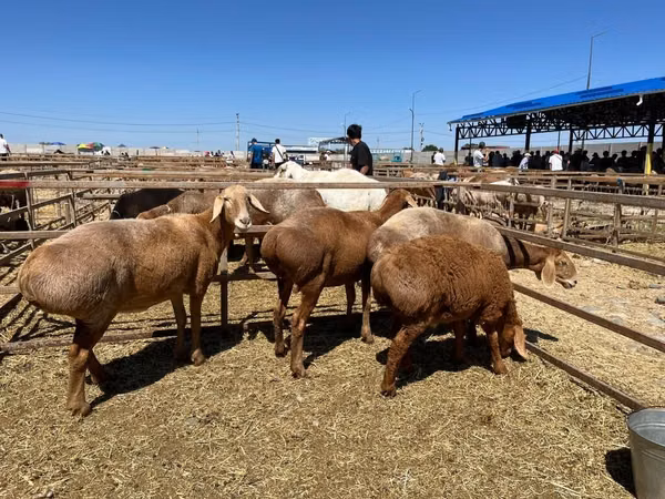 Schaf, Arashan sheep — Kirgisistan