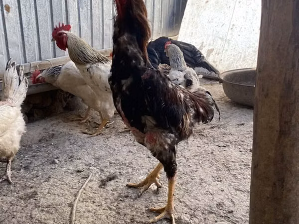 Chickens — Kirgisistan