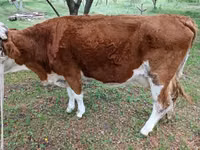 ثور, Simmental cattle — الصورة 2