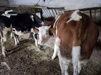 Kuh, Simmental cattle — Foto 1