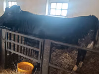 Kuh, Aberdeen-Angus — Foto 4