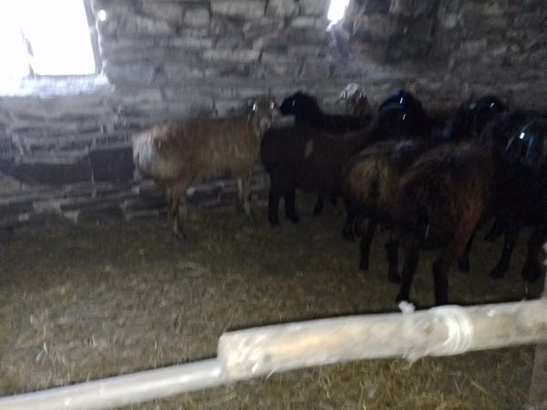 Widder, Edilbay sheep