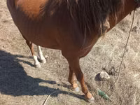 Horse (M), Horses — photo 2