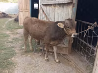 公牛, Swiss cattle — 照片 1