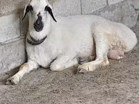 كبش, Edilbay sheep — الصورة 1