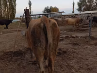 Cow, Cattle — photo 5
