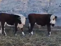 ІҚМ (топ, жынысы көрсетілмеген), Қазақ ақбас сиыры — 5-сурет