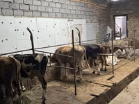 Bull, Cattle — photo 5
