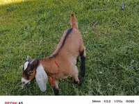 Ziege, Nubian Goat — Foto 4