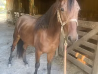 حصان, Rocky Mountain Horse — الصورة 3