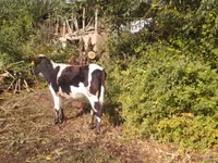 Vaca, Ganado vacuno — foto 8