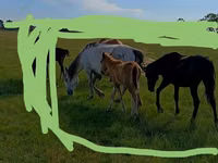 Stute, Horse breed — Foto 3