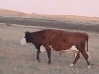 Kuh, Latvian Blue cattle — Foto 1
