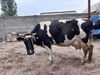 Cow, Holstein breed — photo 5