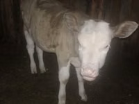 公牛, Cattle — 照片 2