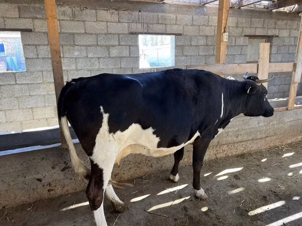 بقرة, Russian Black pied cattle