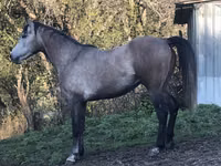 Hengst, Arabian horse — Foto 3