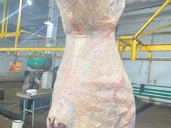 母牛, Cattle — 哈萨克斯坦