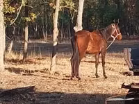 Yegua, Caballos — foto 3