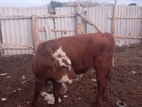 بقرة, Latvian Blue cattle — الصورة 3