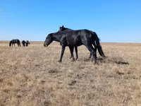 Stute, Kazakh horse — Foto 2