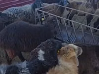 Ram, Sheep — photo 8