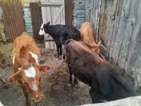 Kuh, Swiss cattle — Foto 2