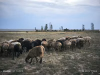 Qoʻchqor, Edilbay sheep — 1-rasm