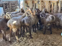 كبش, Hissar sheep — الصورة 3