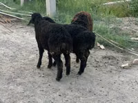 Ovejas (lote, sexo no especificado), Ovejas — foto 6