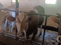 Cow, Alatau breed — photo 8