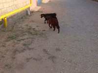 बकरा, बकरियाँ — फ़ोटो 1