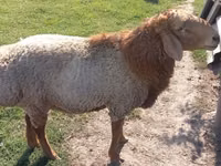Ram, Arashan sheep — photo 3