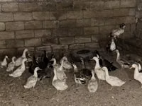 Geese — الصورة 4