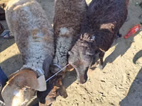 Ovejas (lote, sexo no especificado), Ovejas — foto 1