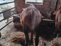 Buqa, Simmental cattle — 4-rasm