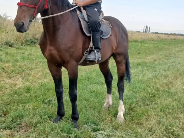 Hengst, Arabian horse — Kirgisistan