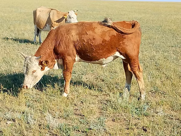 公牛, Latvian Blue cattle — 哈萨克斯坦