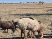 نعجة, Edilbay sheep — الصورة 2